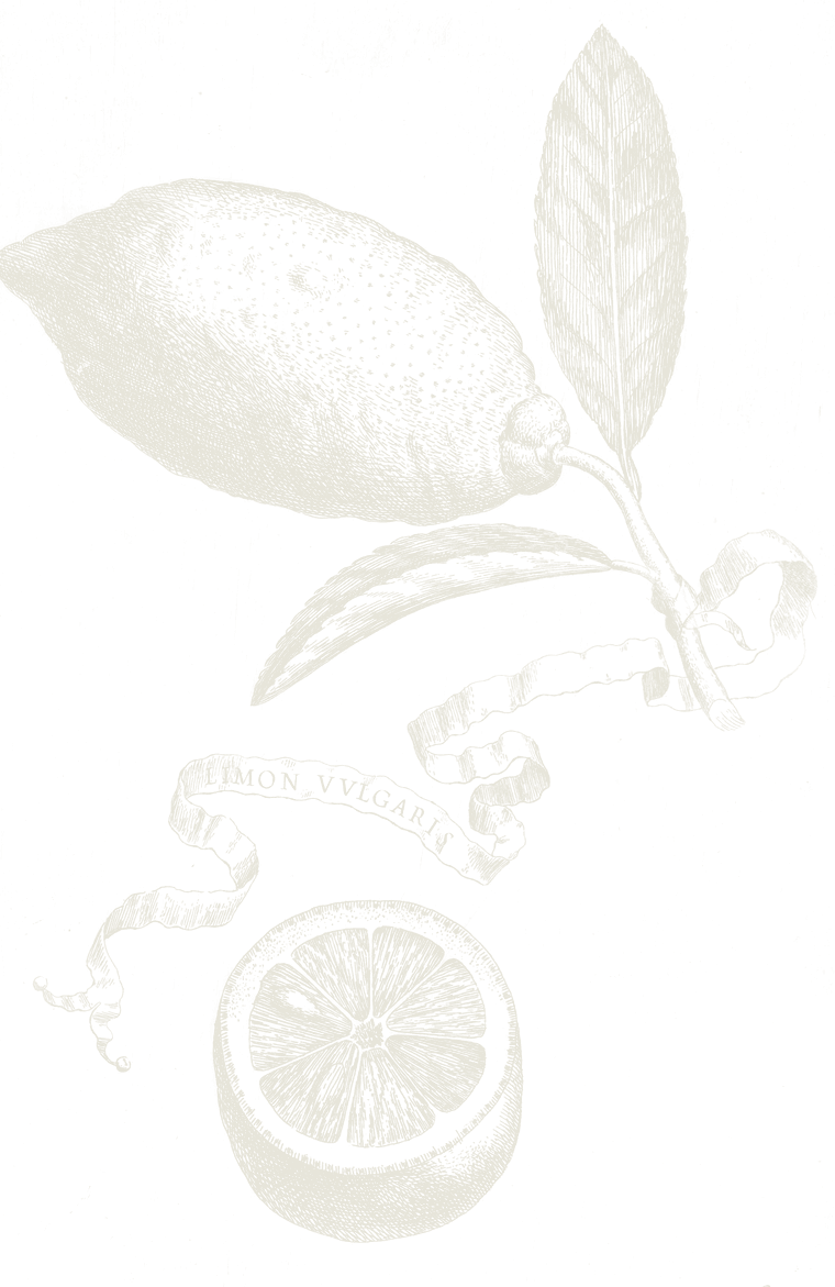 Copperplate engraving of a lemon, its leaf, and a halved fruit in cross-section, from Ferrari's Hesperides, 1646